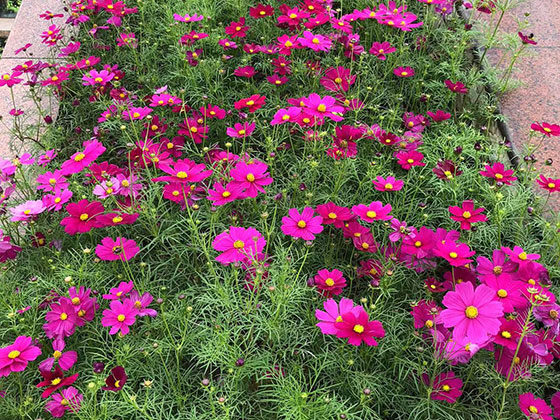 阜阳茶几鲜花-设计绿化阳台